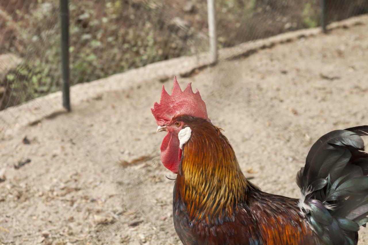 Cortijo La Algallumbilla Carcabuey Екстериор снимка